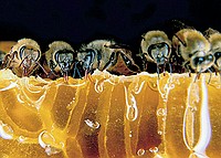 Suppertime- Honey bees eating